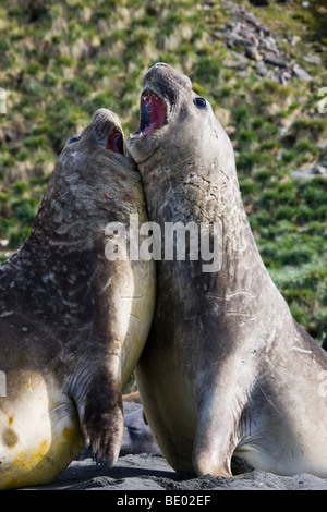 Close Up 2 komisch aussehende sprechen Big Fat männlichen Seeelefanten, den Mund offen, aufrecht stehend zusammen schiefen berühren in South Georgia, Antarktis Stockfoto