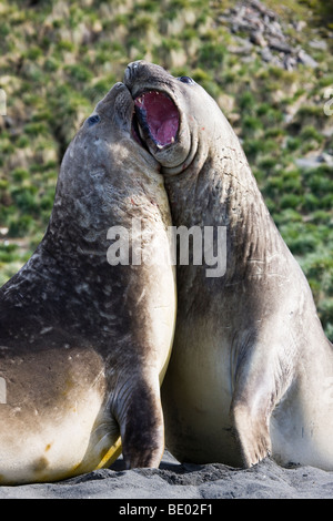 Close Up 2 komisch aussehende sprechen Big Fat männlichen Seeelefanten, den Mund offen, aufrecht stehend zusammen schiefen berühren in South Georgia, Antarktis Stockfoto