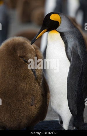 Liebenswerte liebevolle Porträt Pose des hellen Flaum und Erwachsenen Baby Königspinguine, Gold Harbor, Südgeorgien, Antarktis Stockfoto