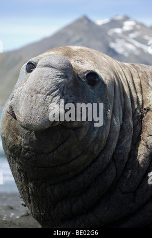 Lustig, Nahaufnahme Kopf und Nase der große hässliche beachmaster männlichen elephant Seal auf Strand Lächeln und Blickkontakt niedrigen Winkel, Südgeorgien Antarktis Stockfoto