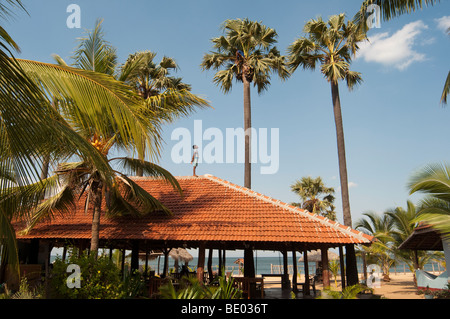 Palmyra Baum SriLanka Klettern Asien, Süd-Ost Obst schneiden, Roccos Hotel Arugam Bay Stockfoto