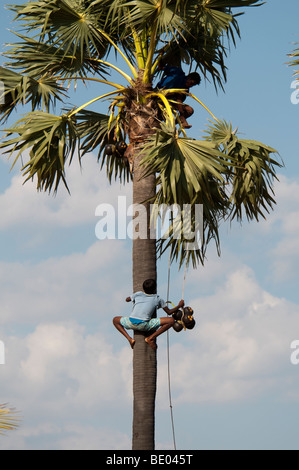 Palmyra Baum SriLanka Klettern Asien Süd-Ost Obst schneiden Stockfoto