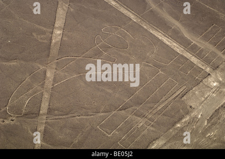 Nazca-Linien - Papagei, Peru Stockfoto