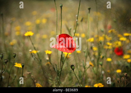 Ein roter Mohn und andere Wildblumen in einem Feld in Sardinien, Italien Stockfoto