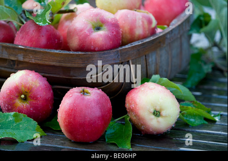 Bio-Äpfel im Weidenkorb Stockfoto