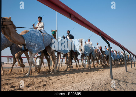 Kamelrennen in Dubai, Vereinigte Arabische Emirate Stockfoto