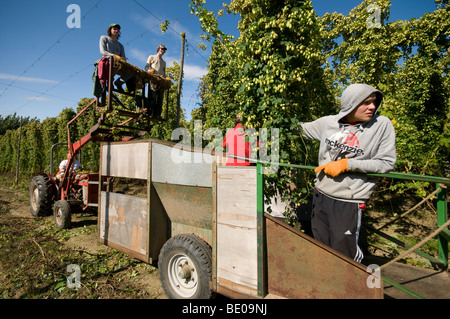 Ernte, Schnitt der Hopfen in Kent Hopfengarten Stockfoto