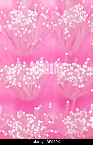 Abstraktes Hintergrundbild des Pinsels Mikro-Borsten Stockfoto