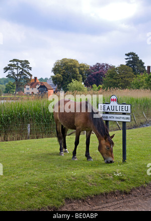 New Forest Pony Weide in das Dorf Beaulieu, Hampshire, England Stockfoto