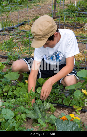 Junge, jäteten Unkraut in einem Wohngebiet Gemüsegarten in Boise, Idaho, USA. Stockfoto