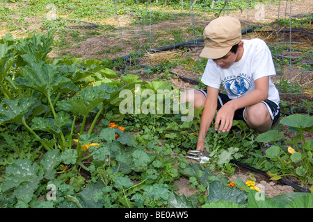 Junge, jäteten Unkraut in einem Wohngebiet Gemüsegarten in Boise, Idaho, USA. Stockfoto