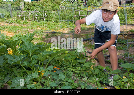 Junge, jäteten Unkraut in einem Wohngebiet Gemüsegarten in Boise, Idaho, USA. Stockfoto