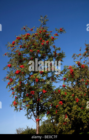 Reichlich Rowan Beeren wachsen auf Baum mit blauen Himmelshintergrund, Edinburgh, Scotland, UK, Europa Stockfoto