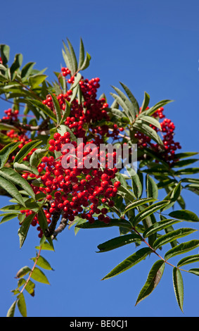 Reichlich Vogelbeeren mit blauen Himmelshintergrund, Edinburgh, Scotland, UK, Europa Stockfoto