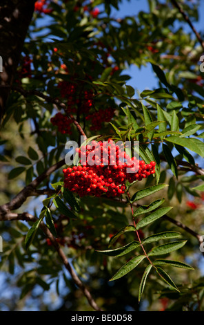 Reichlich Vogelbeeren mit blauen Himmelshintergrund, Edinburgh, Scotland, UK, Europa Stockfoto