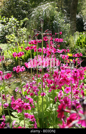 Primula Beesiana ist eine Art von Primula, eine Gruppe bekannt als Kandelaber Primeln. Stockfoto