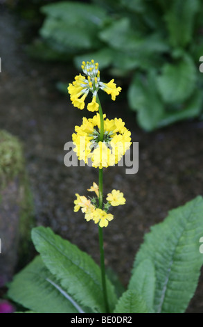 Primula Bulleyana ist eine Art von Primula, eine Gruppe bekannt als Kandelaber Primeln. Stockfoto