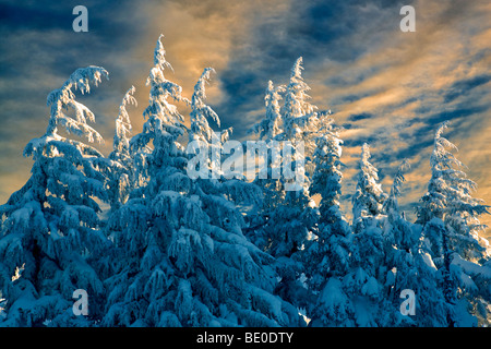 Neuschnee auf Bäumen. Mount Hood, Oregon Stockfoto