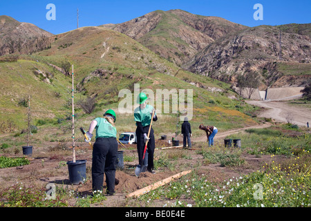 Freiwillige helfen bei Baumpflanzungen Stetson Ranch Park in Sylmar nach den verheerenden Lauffeuer 2008 wieder aufzuforsten. California Stockfoto