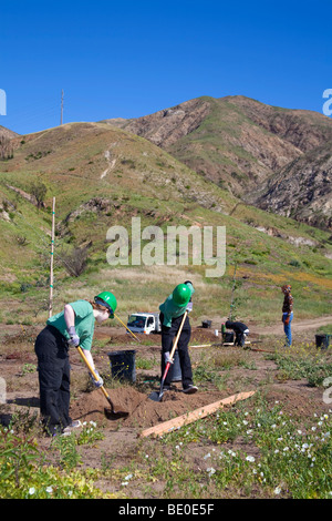 Freiwillige helfen bei Baumpflanzungen Stetson Ranch Park in Sylmar nach den verheerenden Lauffeuer 2008 wieder aufzuforsten. California Stockfoto