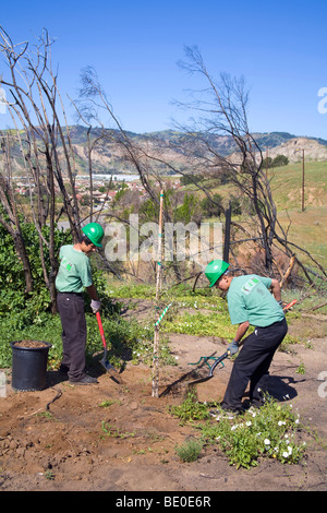Freiwillige helfen bei Baumpflanzungen Stetson Ranch Park in Sylmar nach den verheerenden Lauffeuer 2008 wieder aufzuforsten. California Stockfoto