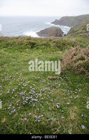 Mit Blick auf den Pendeen Lighthouse und The Enys Felsen von der South West Coast Path mit Feder Blaustern im Vordergrund Stockfoto