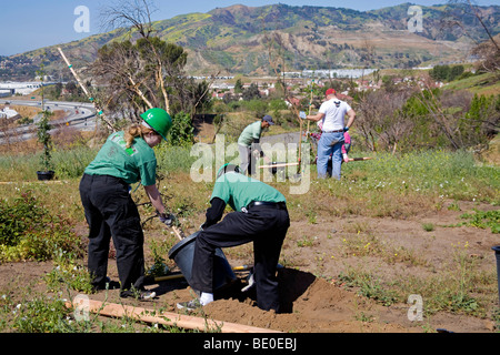 Freiwillige helfen bei Baumpflanzungen Stetson Ranch Park in Sylmar nach den verheerenden Lauffeuer 2008 wieder aufzuforsten. California Stockfoto