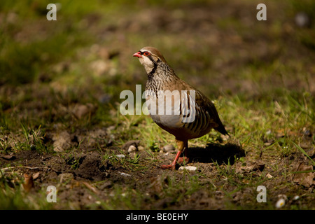 Französische Rothuhn Alectoris Rufabird Stockfoto