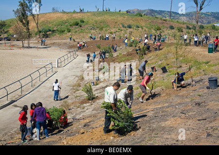 Freiwillige helfen bei Baumpflanzungen Stetson Ranch Park in Sylmar nach den verheerenden Lauffeuer 2008 wieder aufzuforsten. California Stockfoto