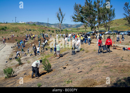 Freiwillige helfen bei Baumpflanzungen Stetson Ranch Park in Sylmar nach den verheerenden Lauffeuer 2008 wieder aufzuforsten. California Stockfoto