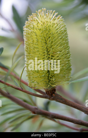 Küste Banksia oder Küsten Banksia, Banksia Integrifolia Subspecies Monticola, Proteaceae, Ost-Australien. Stockfoto