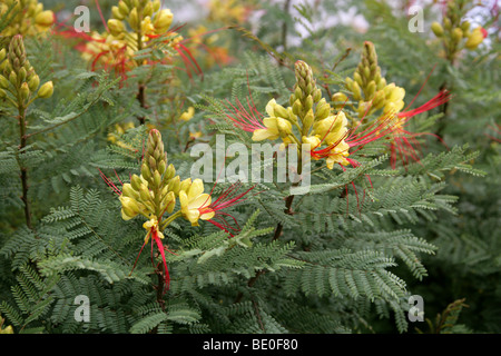 Bush Bird Of Paradise, Wüste Bird Of Paradise, Yellow Bird Of Paradise oder Barba de Chivo, Caesalpinia Gilliesii Fabaceae Stockfoto