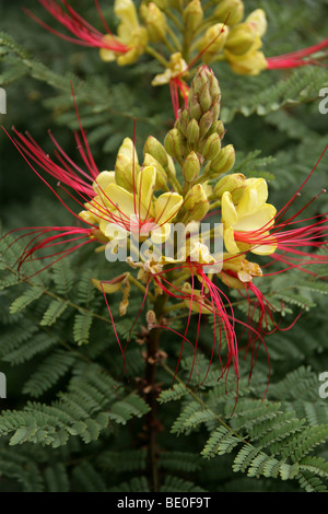 Bush Bird Of Paradise, Wüste Bird Of Paradise, Yellow Bird Of Paradise oder Barba de Chivo, Caesalpinia Gilliesii Fabaceae Stockfoto