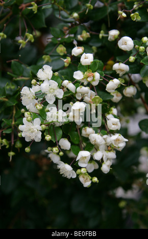 Chilenische Myrtle, Luma Apiculata, Myrtaceae, Chile und Argentinien, Südamerika. Stockfoto