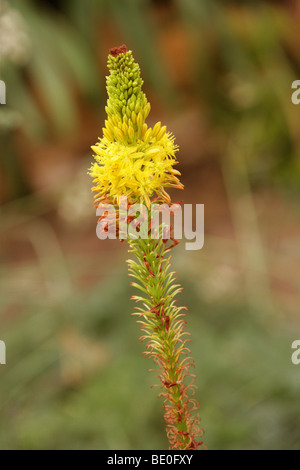 Gelben Katzen Tail aka Red Bulbinella, Bulbinella Latifolia Var Latifolia, Asphodelaceae, Kapprovinz, Südafrika Stockfoto