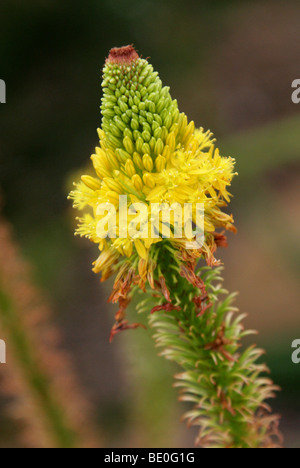 Gelben Katzen Tail aka Red Bulbinella, Bulbinella Latifolia Var Latifolia, Asphodelaceae, Kapprovinz, Südafrika Stockfoto
