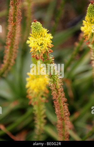 Gelben Katzen Tail aka Red Bulbinella, Bulbinella Latifolia Var Latifolia, Asphodelaceae, Kapprovinz, Südafrika Stockfoto
