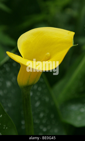 Gelbe oder goldene Arumlilie, Zantedeschia elliottiana, Araceen. Aka Calla Lily. Mpumalanga, Südafrika Stockfoto