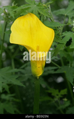 Gelbe oder goldene Arumlilie, Zantedeschia elliottiana, Araceen. Aka Calla Lily. Mpumalanga, Südafrika Stockfoto