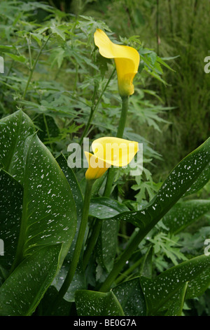 Gelbe oder goldene Arumlilie, Zantedeschia elliottiana, Araceen. Aka Calla Lily. Mpumalanga, Südafrika Stockfoto