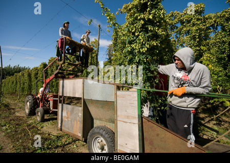 Ernte, Schnitt der Hopfen in Kent Hopfengarten Stockfoto
