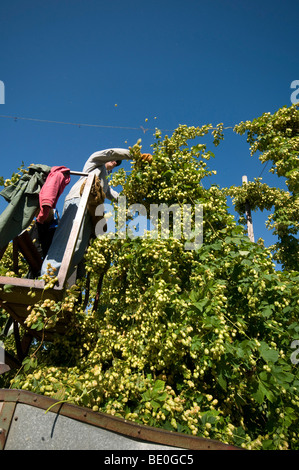 Ernte, Schnitt der Hopfen in Kent Hopfengarten Stockfoto