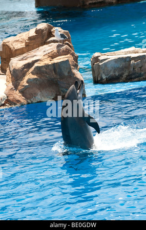 Bottlenosed Delphin Unterhaltung auf See World Adventure Park San Diego Kalifornien USA "Für nur zur redaktionellen Nutzung" Stockfoto