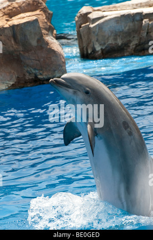 Bottlenosed Delphin Unterhaltung auf See World Adventure Park San Diego Kalifornien USA "Für nur zur redaktionellen Nutzung" Stockfoto