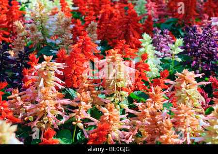 Salvia-Blumen Pflanzen Stockfoto