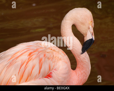 Chilenische Flamingo. Stockfoto