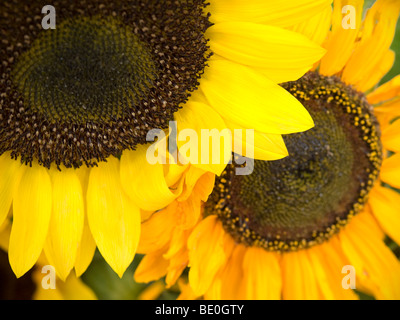 Zwei Sonnenblumen in leuchtendem Gelb und Orange. Stockfoto