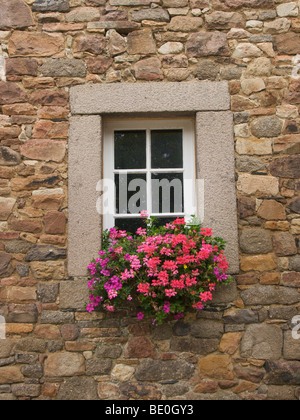 Typische Fenster in alten Mauer mit Blumen hängen davon Flamanville, Normandie, Frankreich Stockfoto