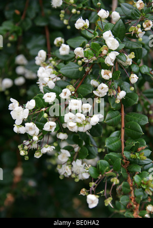 Chilenische Myrtle, Luma Apiculata, Myrtaceae, Chile und Argentinien, Südamerika. Stockfoto