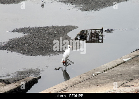 Snowy Reiher in Ballona Creek mit Warenkorb, Los Angeles, Kalifornien, USA Stockfoto